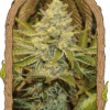 Foto Exotic anima 100% exotic seeds