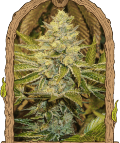 Foto Exotic anima 100% exotic seeds