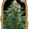 Foto Exotic thai 100% exotic seeds