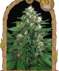 Foto Exotic thai 100% exotic seeds