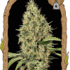Foto Gypsy widow 100% exotic seeds