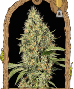 Foto Gypsy widow 100% exotic seeds