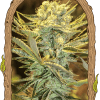 Foto Hippieberry 100% exotic seeds