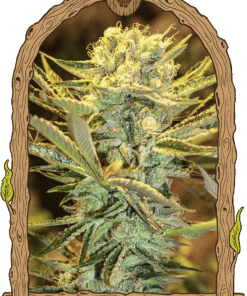 Foto Hippieberry 100% exotic seeds
