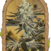 Foto Malasaña gelato 100% exotic seeds