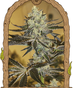 Foto Malasaña gelato 100% exotic seeds