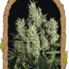 Foto Tangerina band 100% exotic seeds