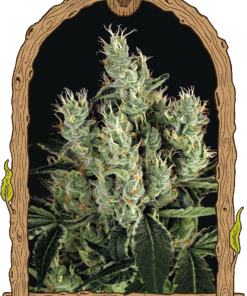 Foto Tangerina band 100% exotic seeds
