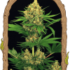 Foto Tangerine kush 100% exotic seeds