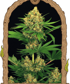Foto Tangerine kush 100% exotic seeds