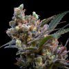 Foto Kritikal bilbo 100% genehtik seeds haziak