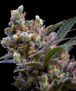 Foto Kritikal bilbo 100% genehtik seeds haziak