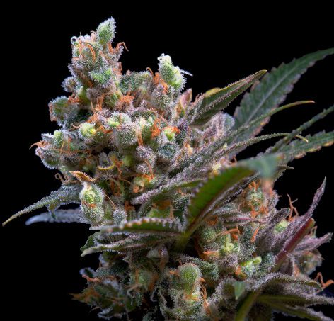 Kritikal bilbo 100% genehtik seeds haziak Foto Kritikal bilbo 100% genehtik seeds haziak
