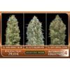 Foto Automatic Collection #4 - Advanced Seeds