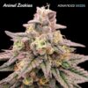 Foto Animal Zookies fem. Advanced Seeds