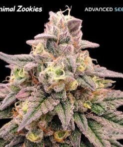 Foto Animal Zookies fem. Advanced Seeds