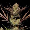 Foto Apple Strudel Auto 10 u. fem. FastBuds Seeds