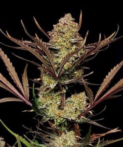 Foto Apple Strudel Auto 10 u. fem. FastBuds Seeds