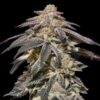 Foto Auto Apple Bananas fem. 00 Seeds