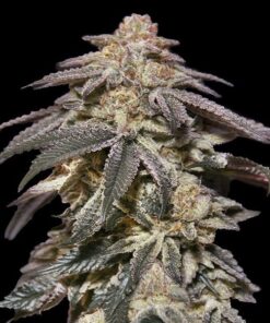 Foto Auto Apple Bananas fem. 00 Seeds