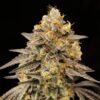 Foto Auto Biscotti Zkittlez 00 Seeds