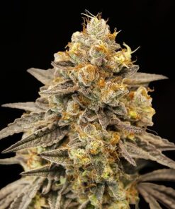 Foto Auto Biscotti Zkittlez 00 Seeds
