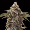 Foto Auto Bubba´s Gift 00 Seeds