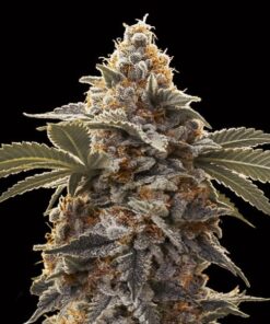 Foto Auto Bubba´s Gift 00 Seeds