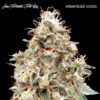 Foto Auto Forbidden Fruit Cake fem. Advanced Seeds