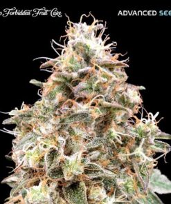 Foto Auto Forbidden Fruit Cake fem. Advanced Seeds