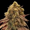 Foto Auto Gelato Mint 00 Seeds