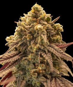 Foto Auto Gelato Mint 00 Seeds
