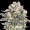 Foto Auto Mimosa fem. 00 Seeds