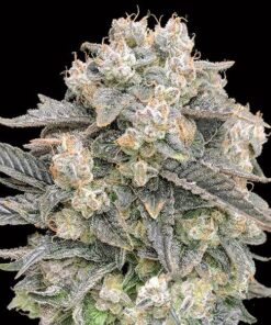 Foto Auto Mimosa fem. 00 Seeds