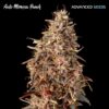 Foto Auto Mimosa Punch Advanced Seeds