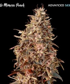 Foto Auto Mimosa Punch Advanced Seeds