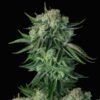 Foto Auto Moby Dick 10 u. fem. FastBuds Seeds