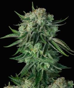 Foto Auto Moby Dick 10 u. fem. FastBuds Seeds