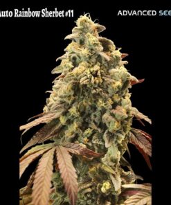 Foto Auto Rainbow Sherbet #11 Advanced Seeds