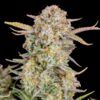 Foto Bruce Banner Auto 10 u. fem. FastBuds Seeds