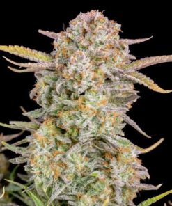 Foto Bruce Banner Auto 10 u. fem. FastBuds Seeds