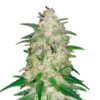Foto Gelato Auto 10 u. fem. FastBuds Seeds