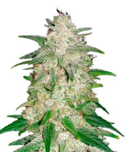 Foto Gelato Auto 10 u. fem. FastBuds Seeds