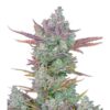 Foto Gorilla Cookies Auto 10 u. fem. FastBuds Seeds