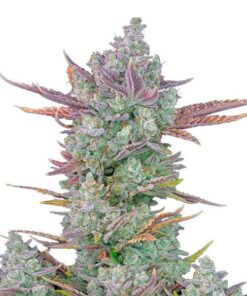 Foto Gorilla Cookies Auto 10 u. fem. FastBuds Seeds