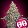 Foto Grand Daddy Purple 00 Seeds