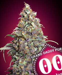 Foto Grand Daddy Purple 00 Seeds