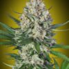 Foto Lemon OG 00 Seeds