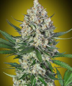 Foto Lemon OG 00 Seeds