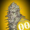Foto Mimosa Fast 00 Seeds